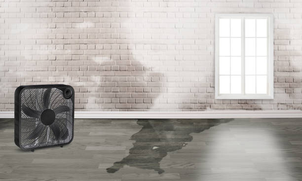 Best 24-hour water damage restoration  in New Port Richey, FL